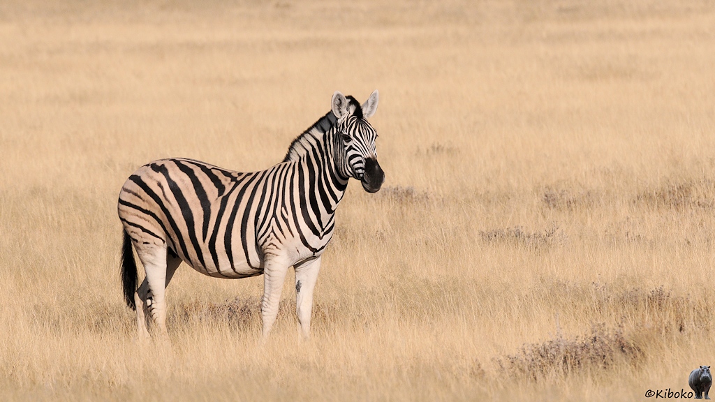 Ein zweiflügliges Gittertor mit Zebrastreifenmuster ist geschlossen. Dahinter ist ein Schotterweg.