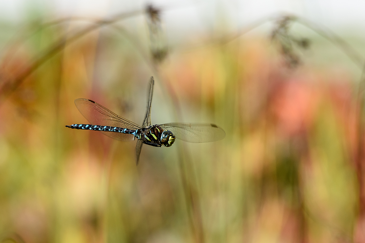 20170913_D810_0488vNF.jpg