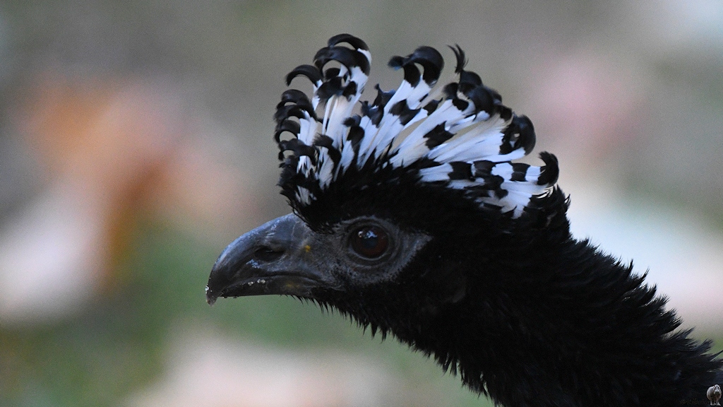Porträt eines schwarzen Vogels mit schwarzem Schnabel und langen, schwarz-weißen, hochstehenden Kopffedern