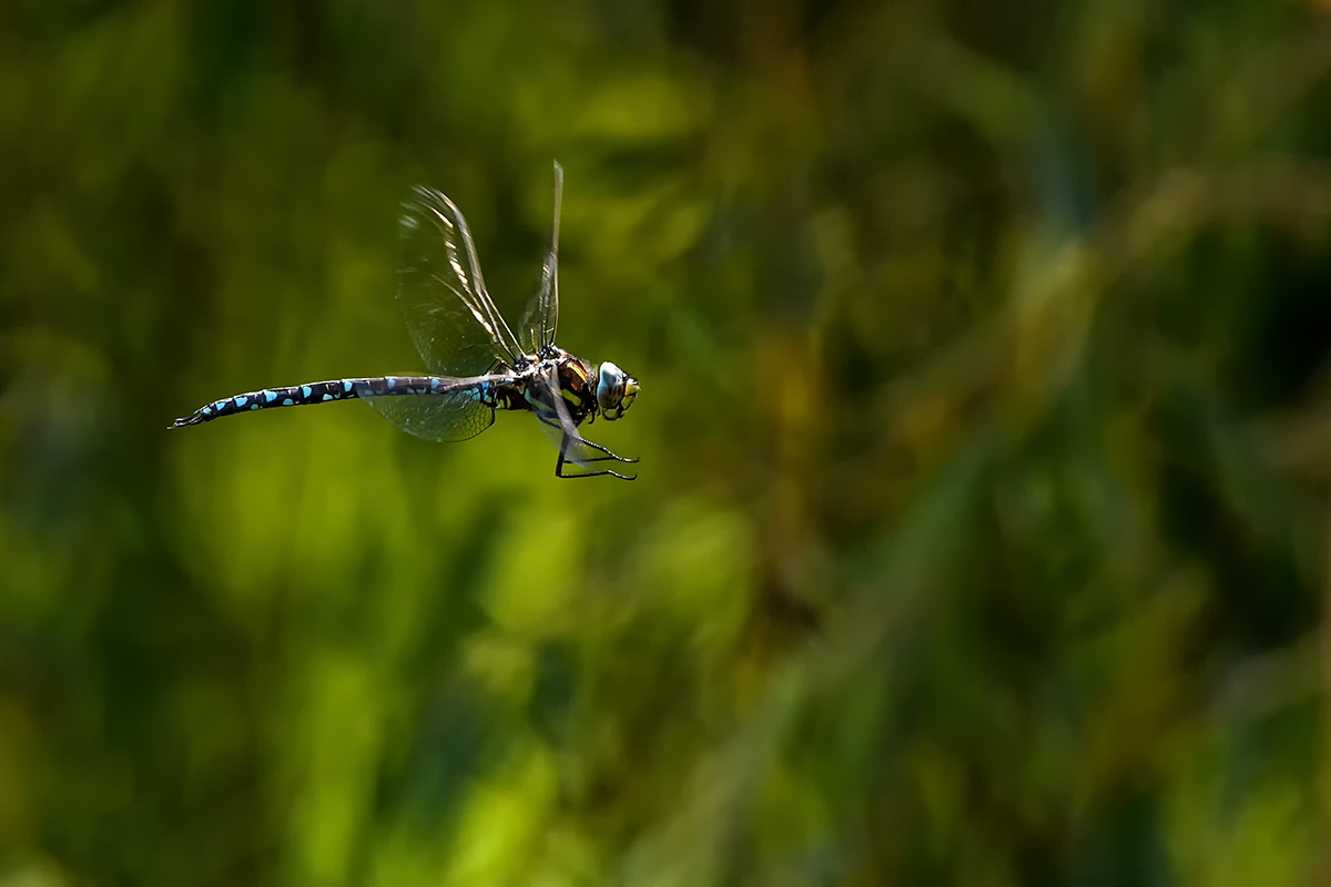 20170823_D500_2306vNF.jpg