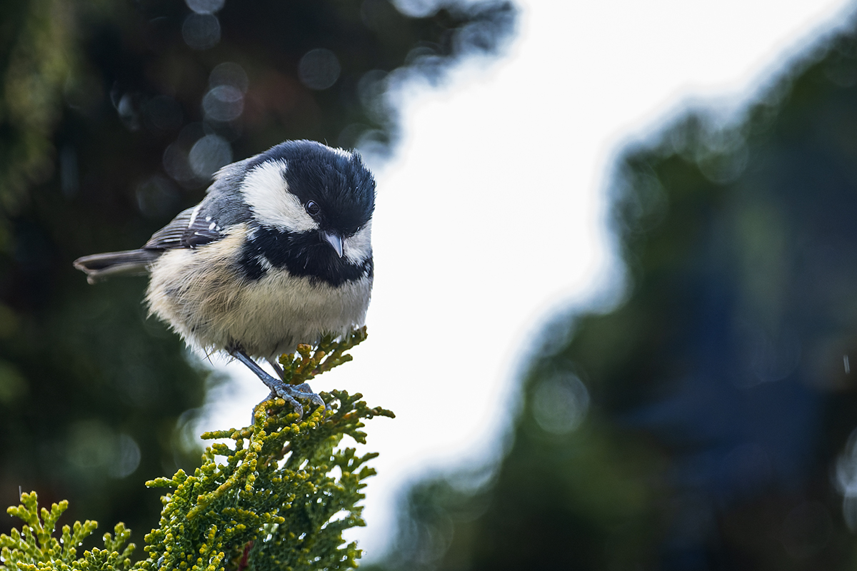 20230110_NZ9_0838_DPNF.jpg