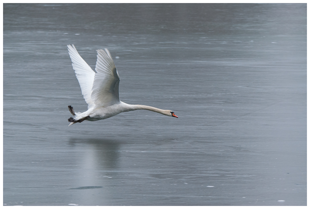 Schwanflug003.jpg