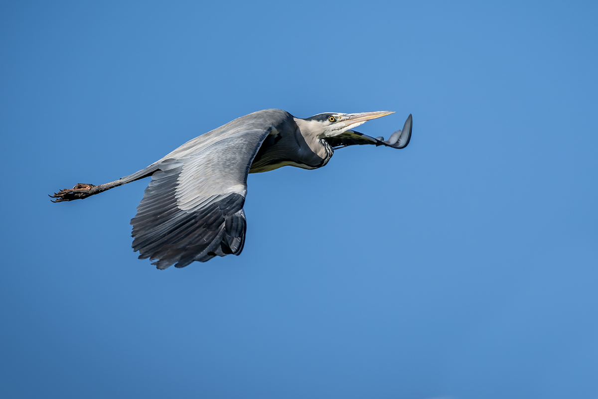20221127_NZ9_1813v_DPNF.jpg