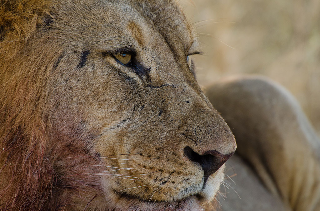 namibia_loewe_2.jpg