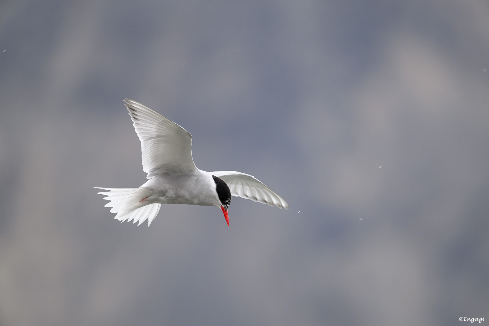 Antarktis%201395.jpg