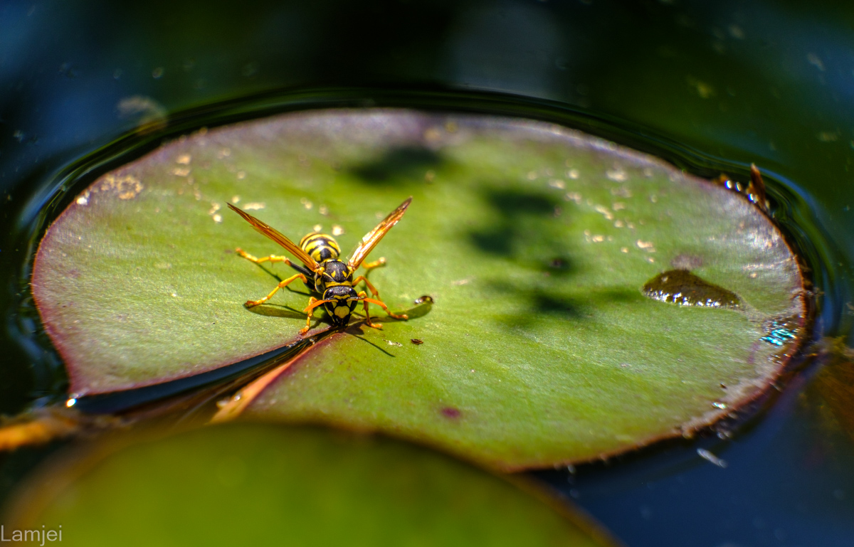 DSCF1252.jpg