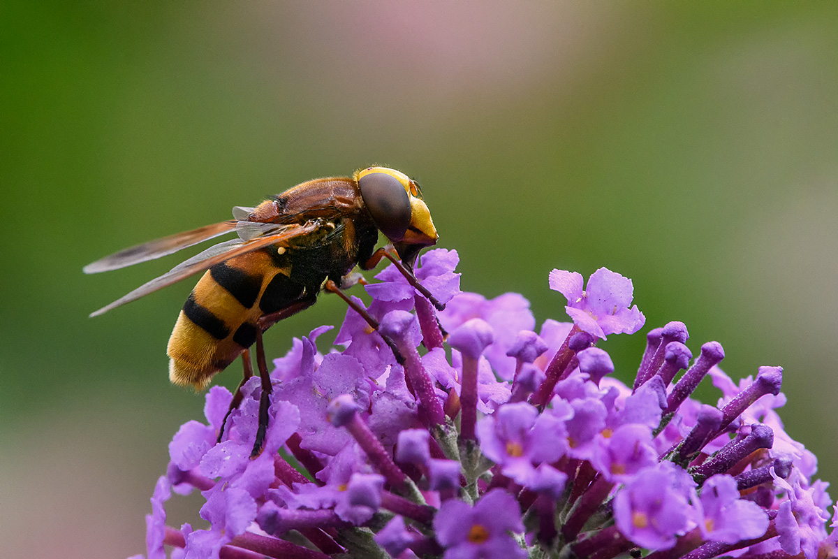 20180708_D500_0552NF.jpg