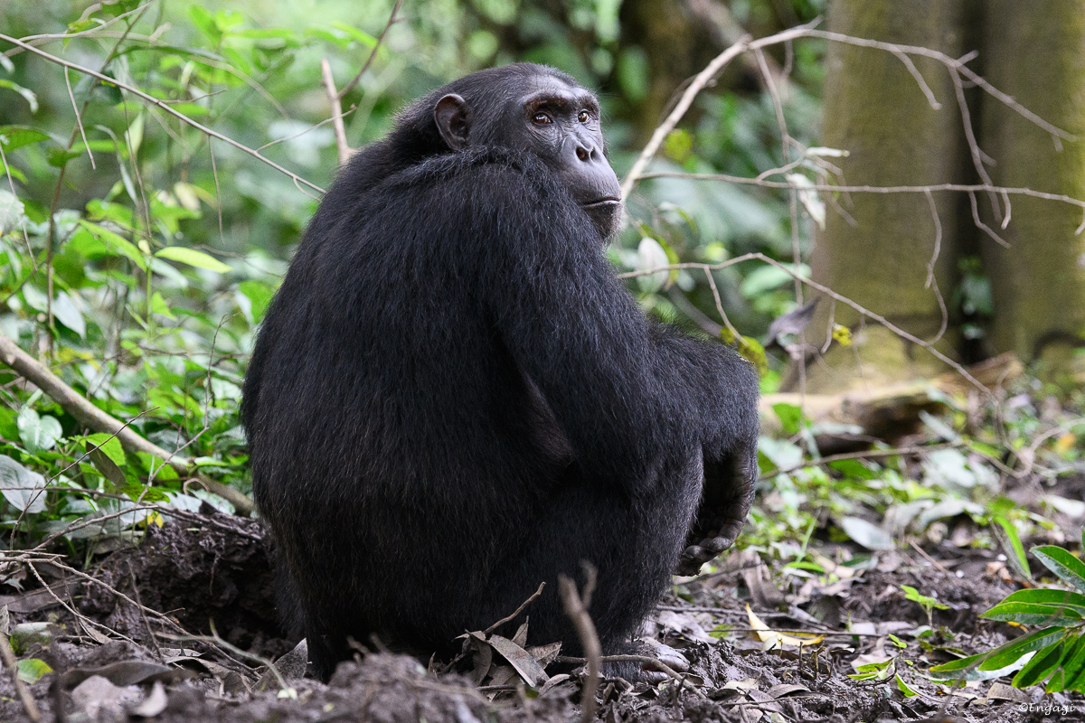 Uganda%201267.jpg