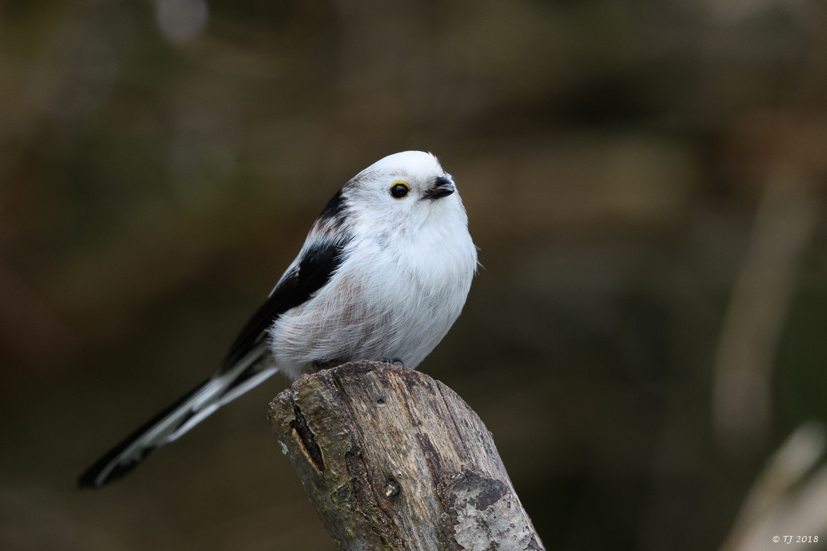 DSC_3451.jpg