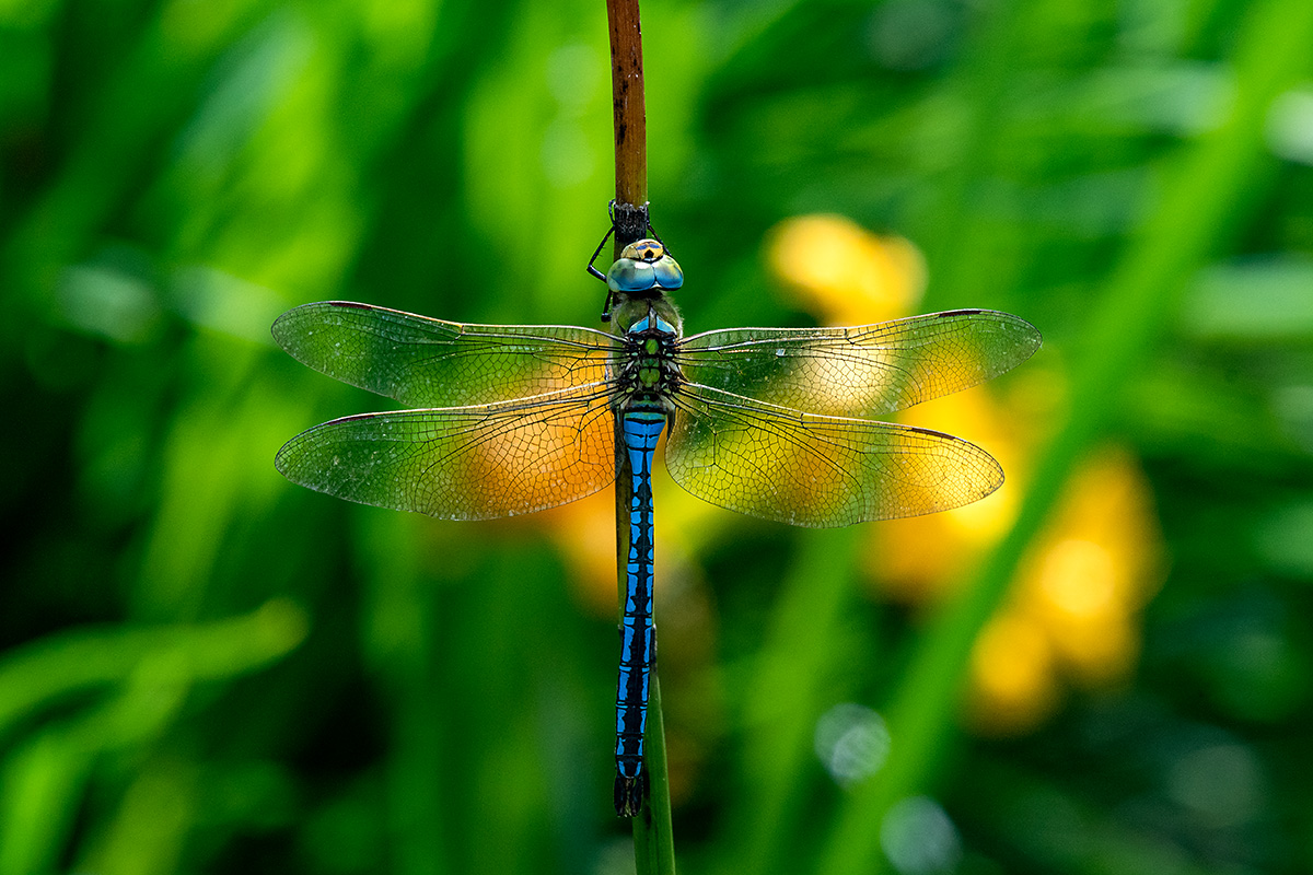 20180611_D500_1339NF.jpg