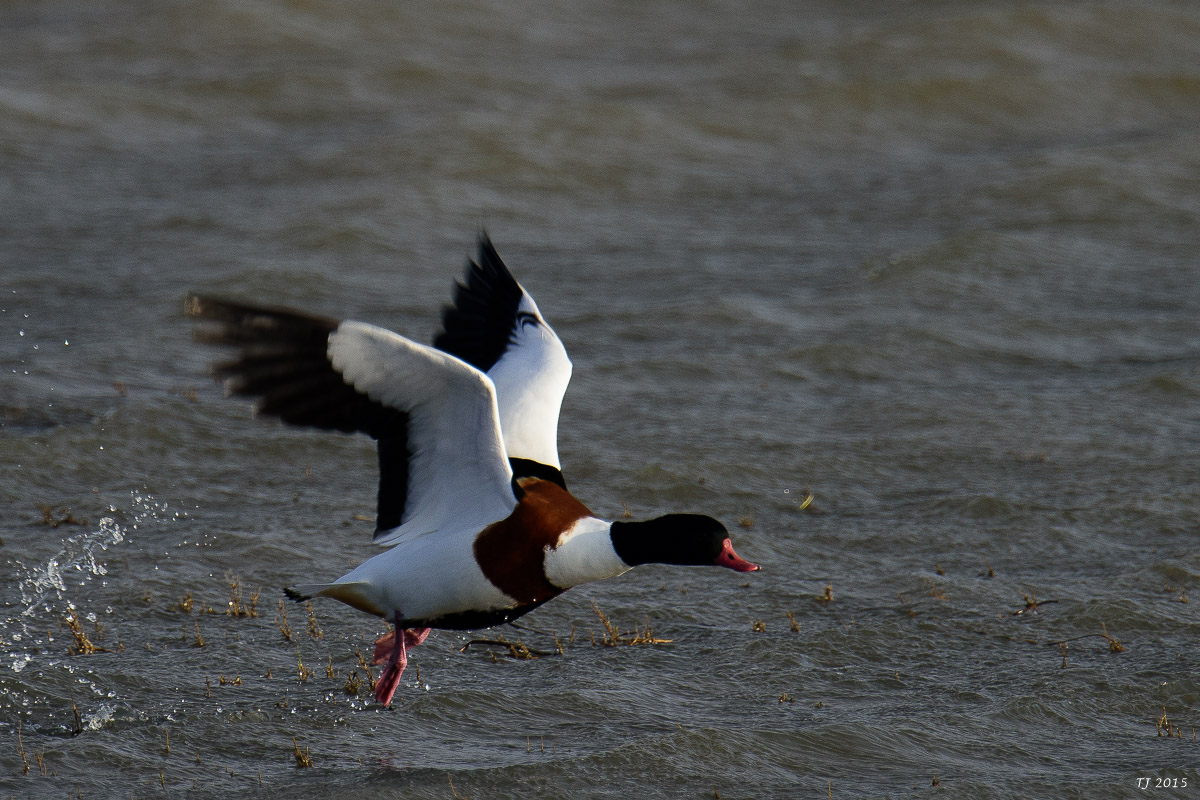 DSC_1573.jpg