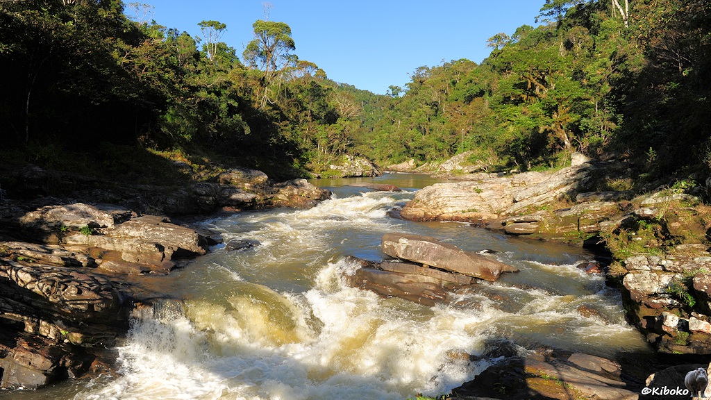 Das Bild zeigt einen kleinen Fluss. Felsen sind am Ufer und im Flussbett. An den Engstellen sind kleine Stromschnellen. Auf beiden Seiten stehen Regenwaldbäume.