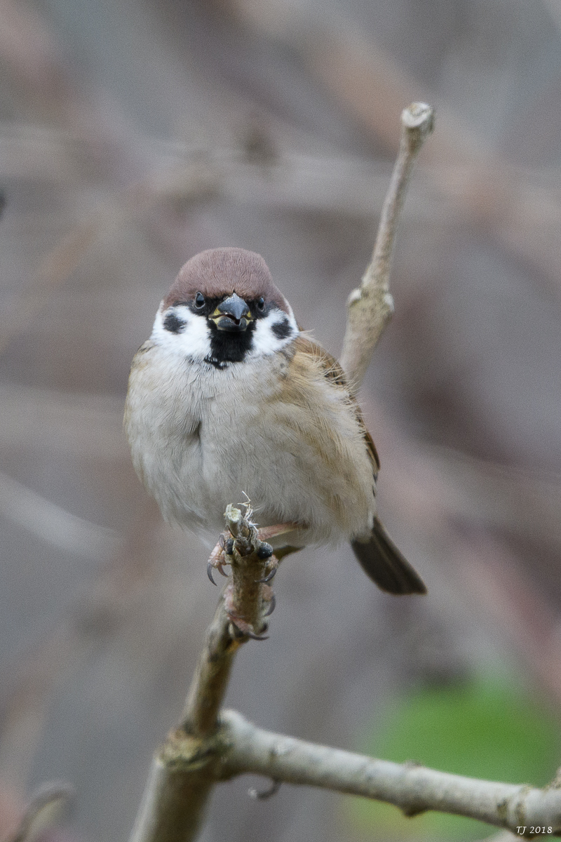 DSC_6768.jpg