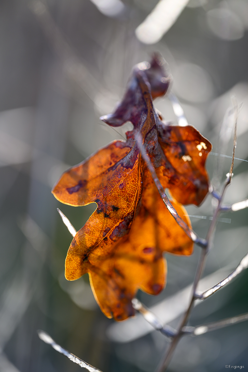 DSC_3489.jpg