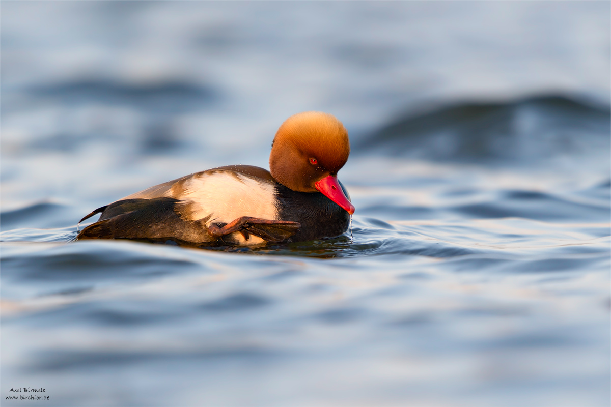 20150315_0130_PS_1200Px.jpg