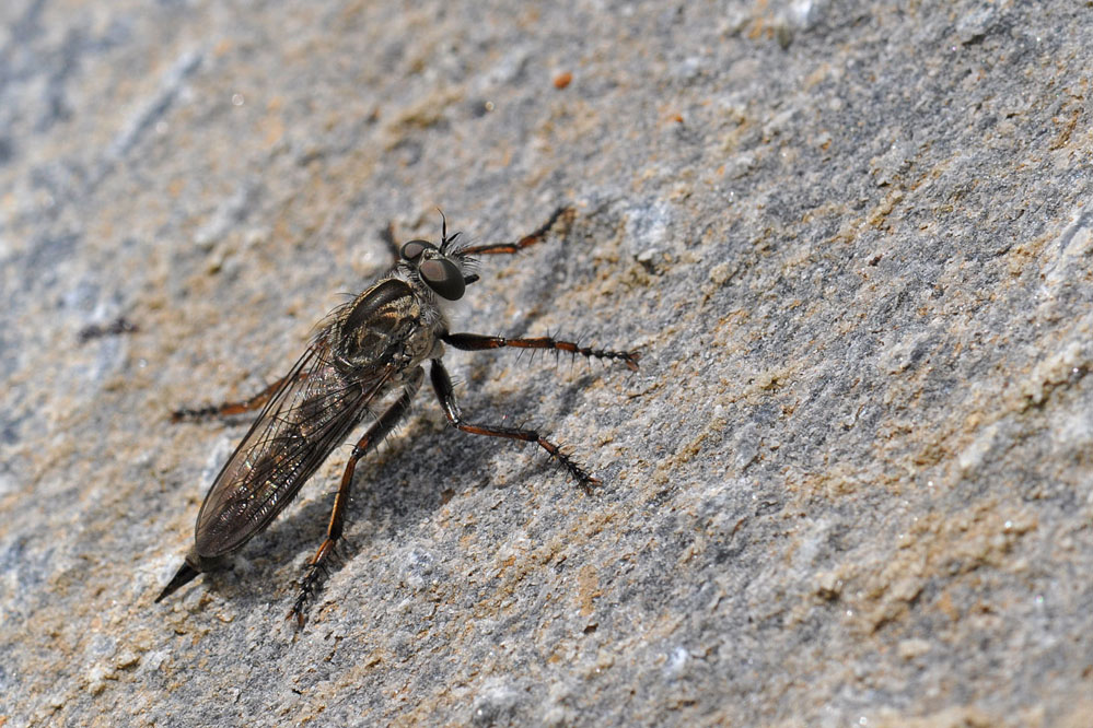 machimus_sp_rothenbrunnen_140805.jpg