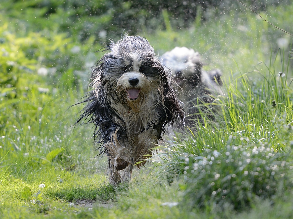 _dsc_4187.jpg