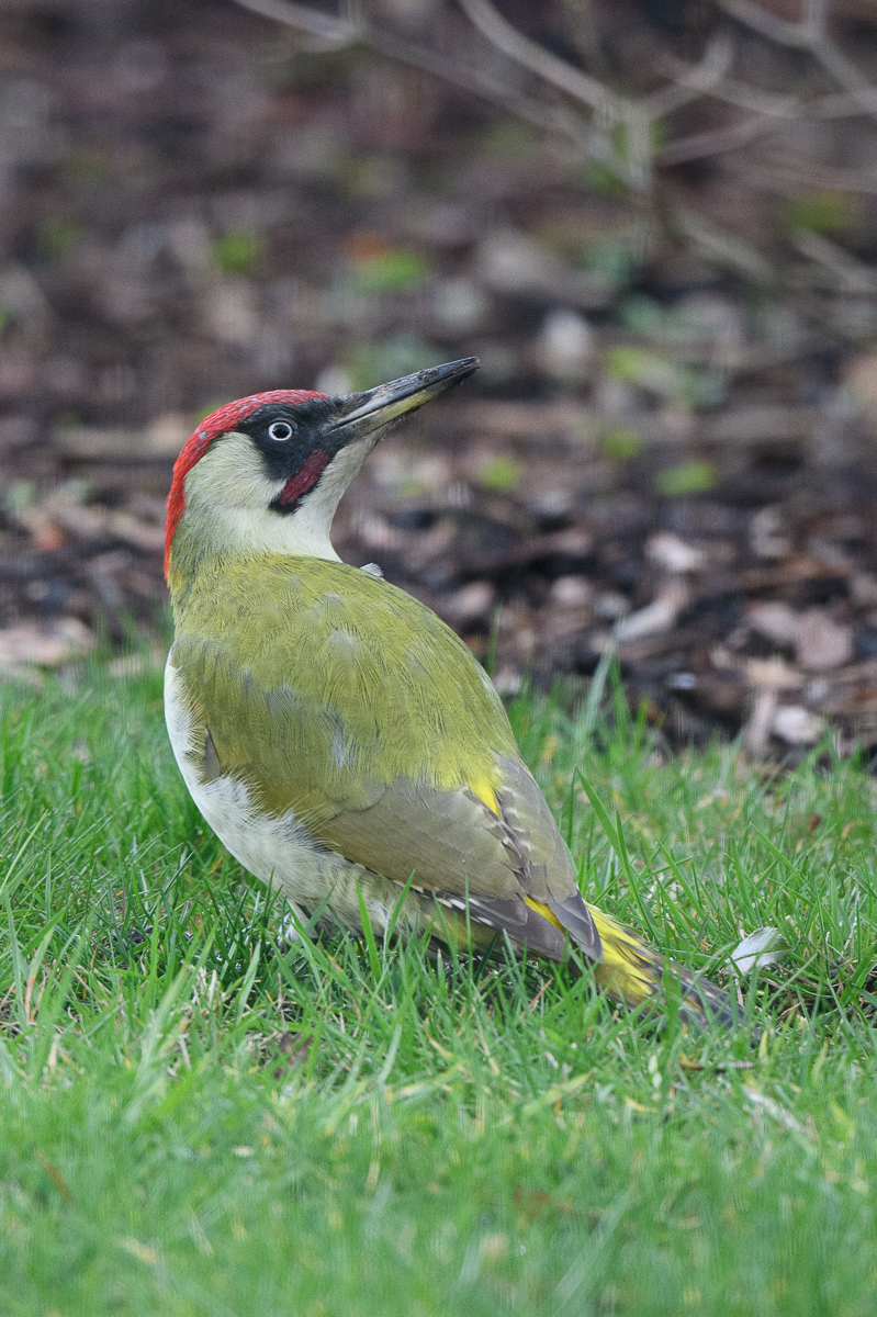 DSC_4132.jpg