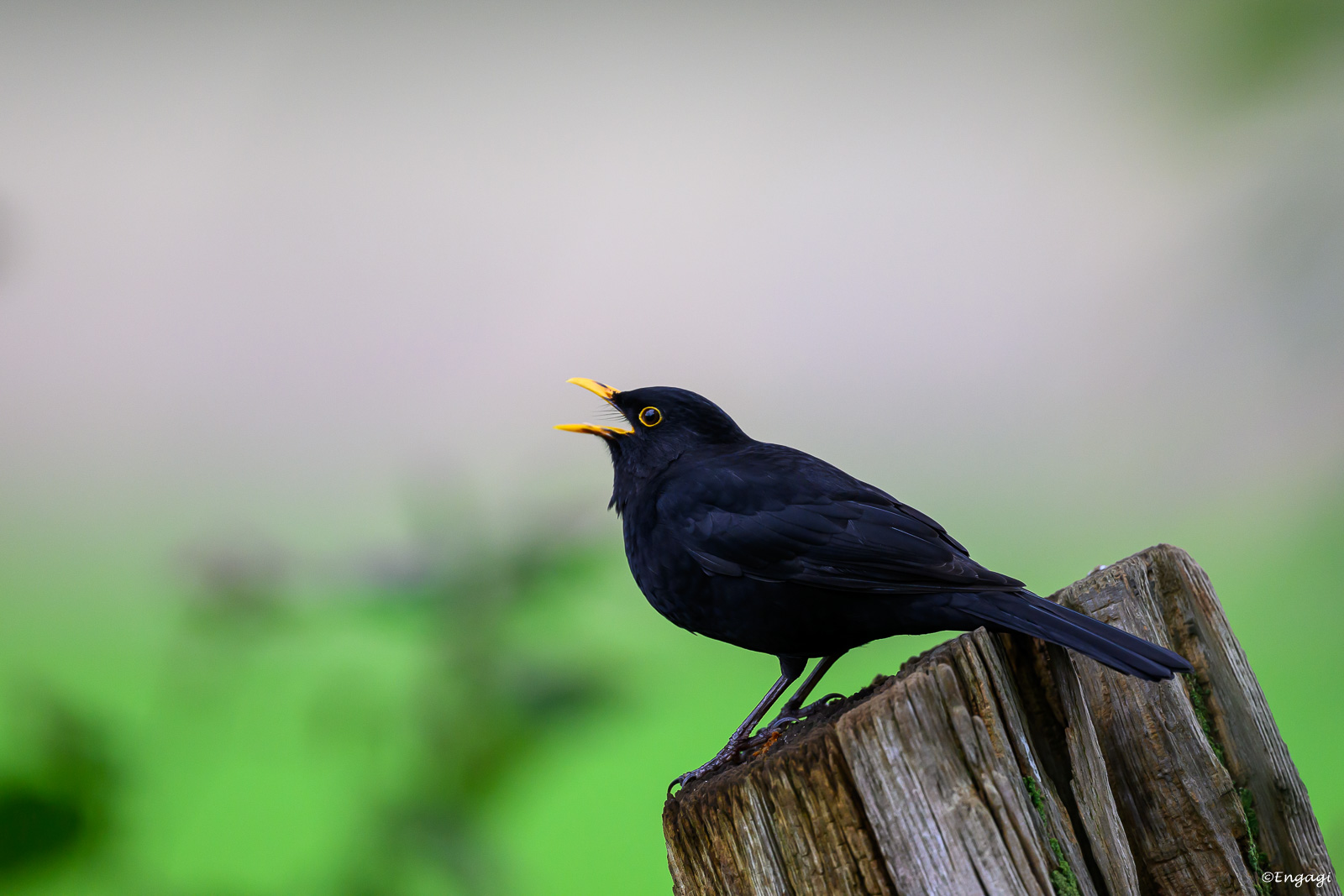 DSC_2969.jpg