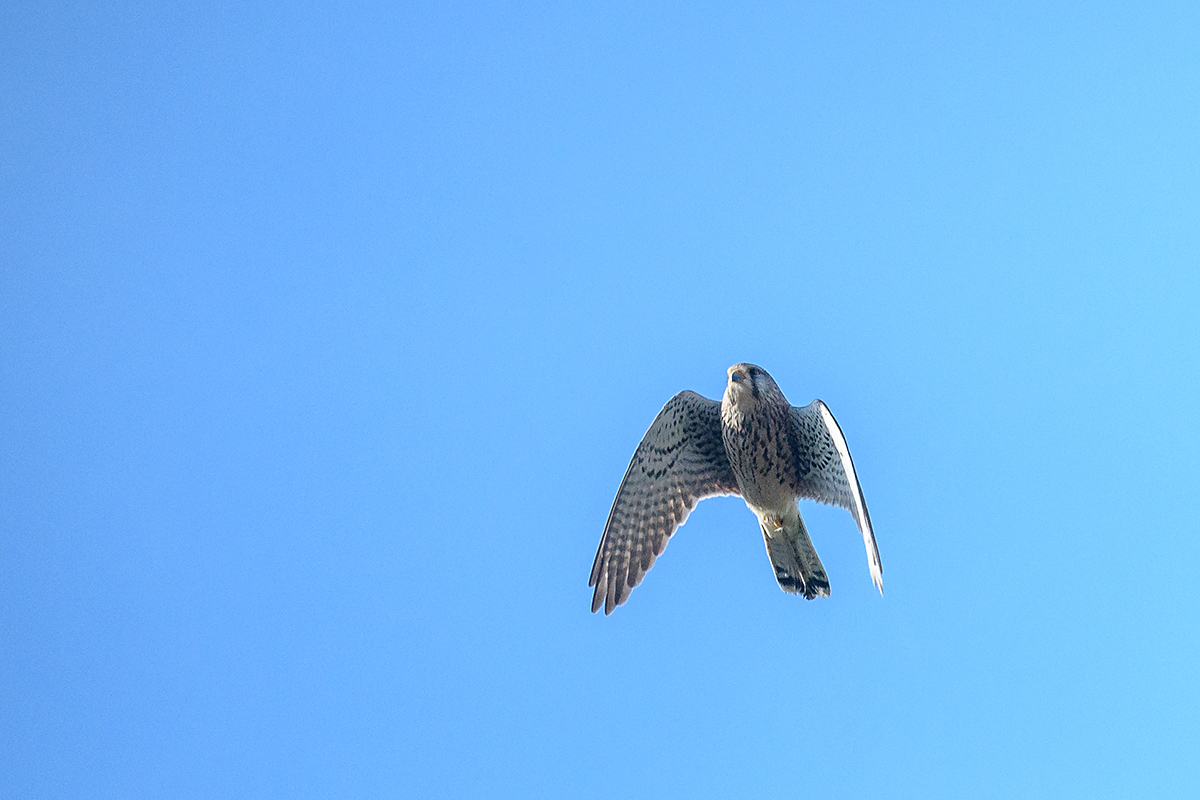 20180403_D500_0003NF.jpg