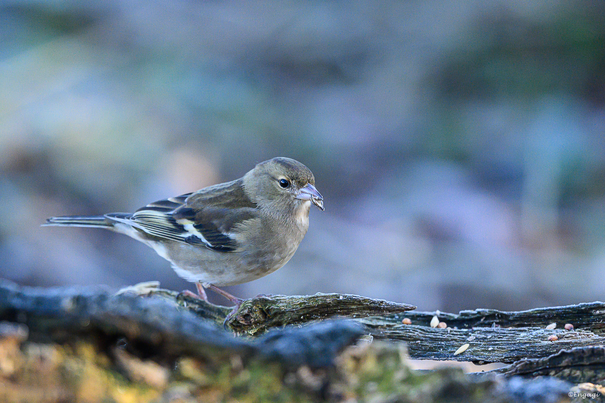 DSC_0244.jpg