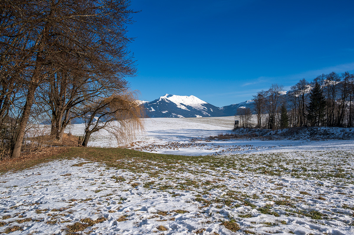 20210105_NZ6_0296vNF.jpg