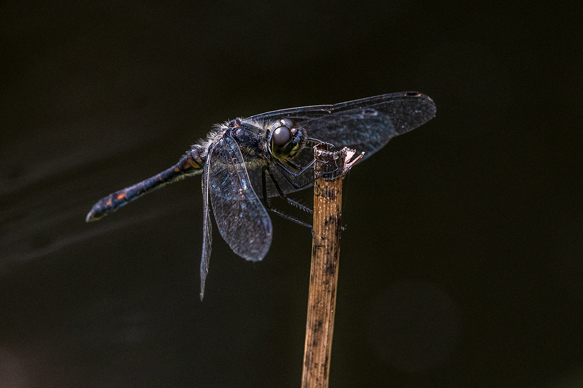 20190810_D500_0295NF.jpg