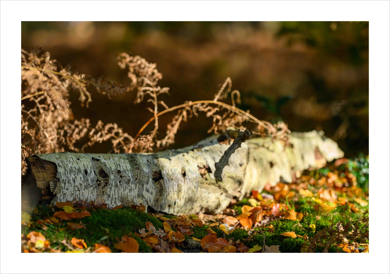 DSC_5398.jpg