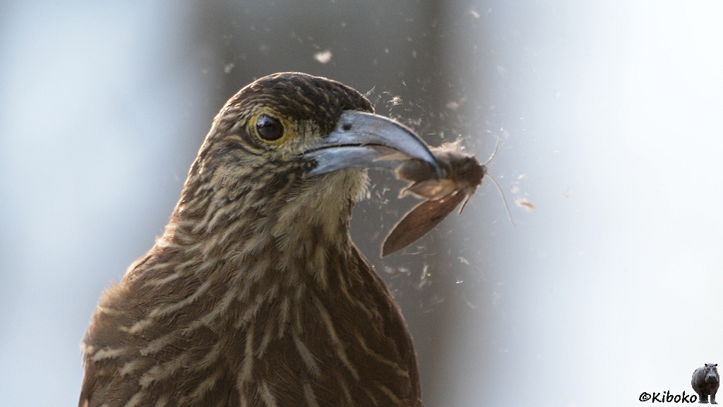 Das Bild zeigt ein Porträt eines braunen Vogels mit schmalen weißen Streifen, während er eine Motte schüttelt. Staub und kleine Köperteile der Motte fliegen umher.
