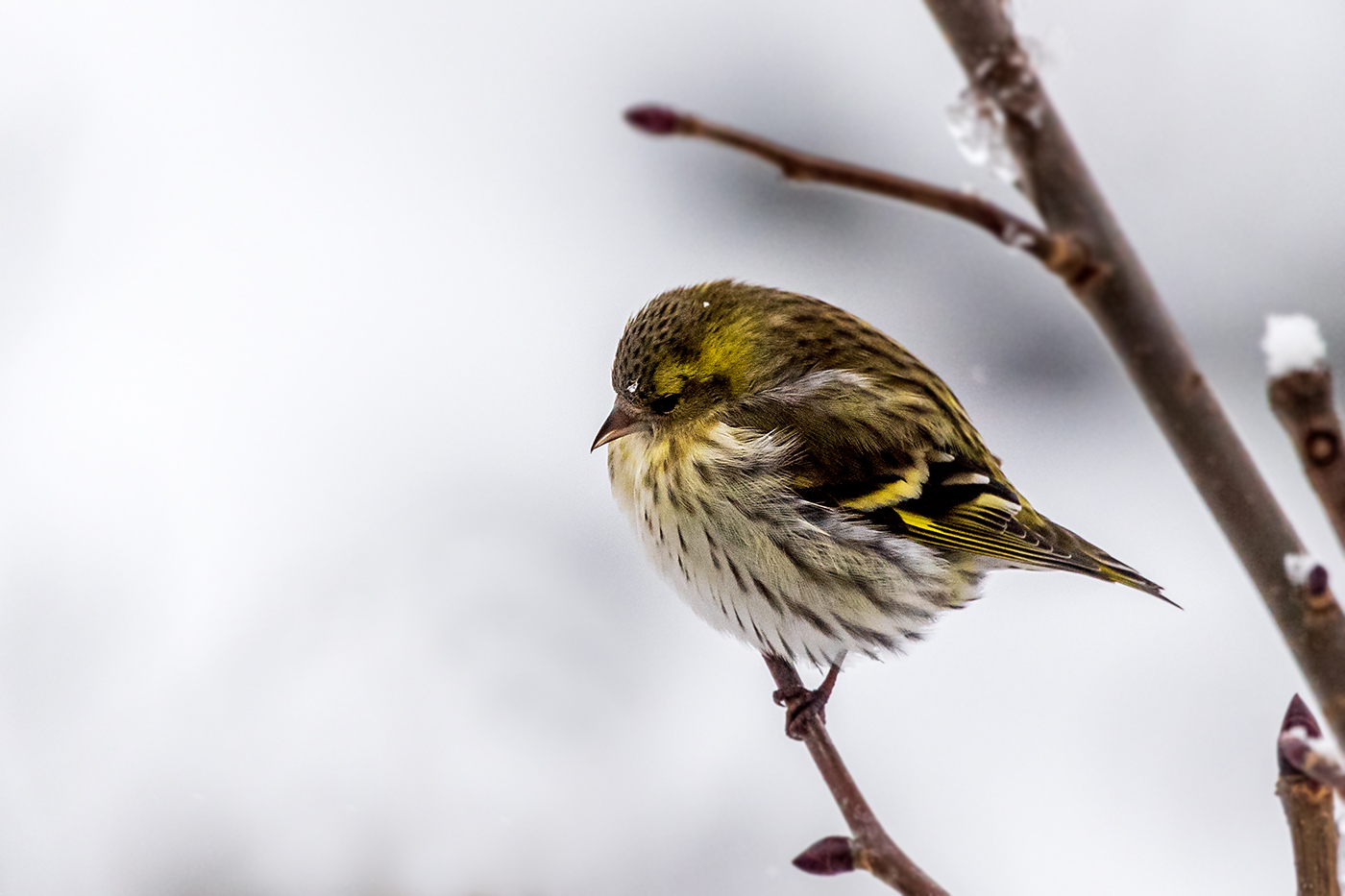 20190110_ND5_1009NF.jpg