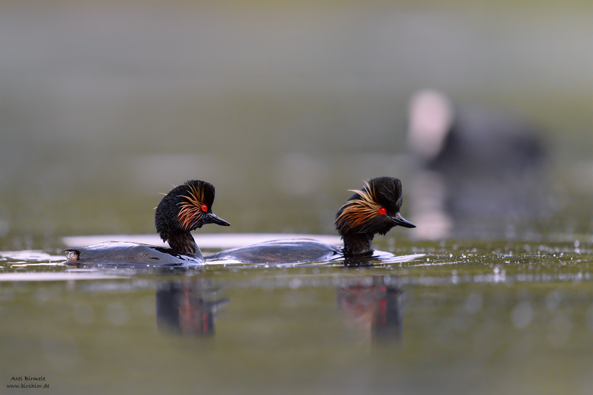 20150514_0170_PS_1200Px.jpg