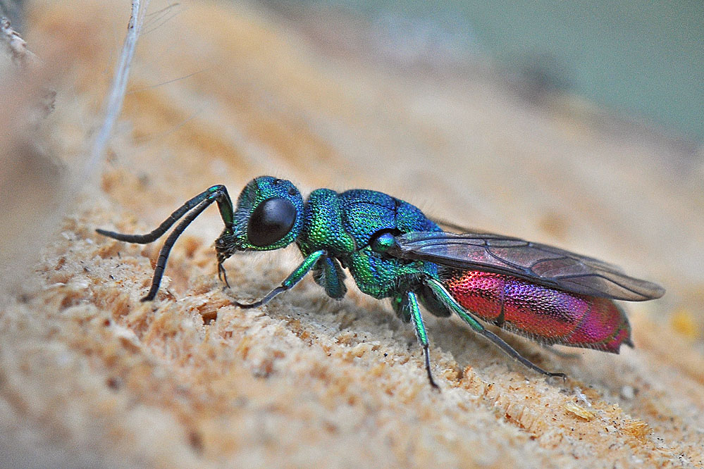 web-chrysis-ignita_1.jpg