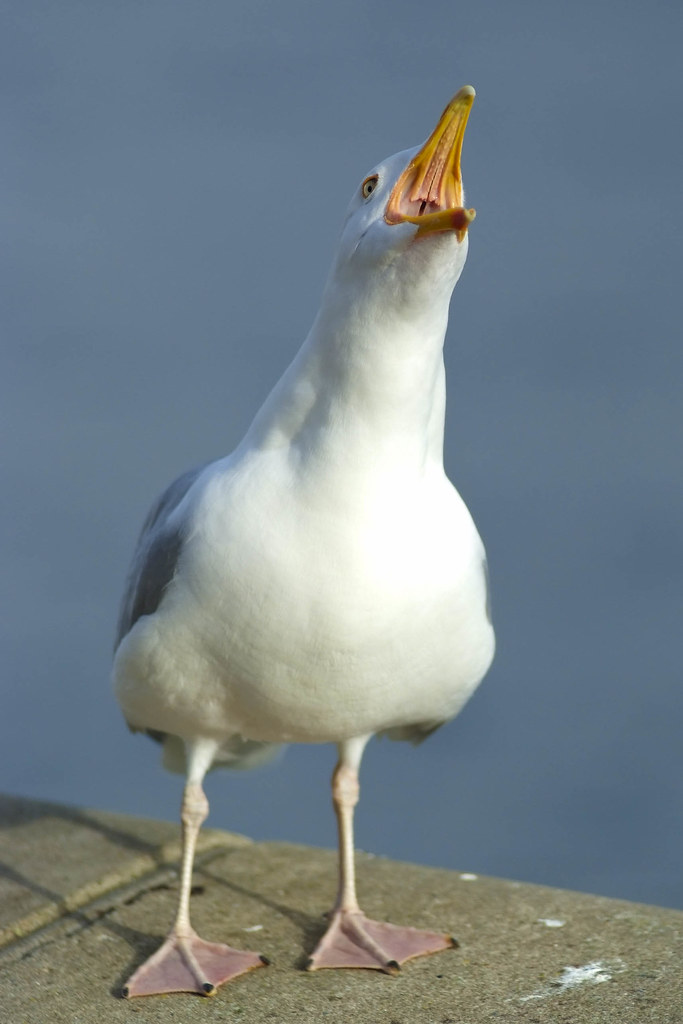 2305255132_014a60f8e7_b.jpg