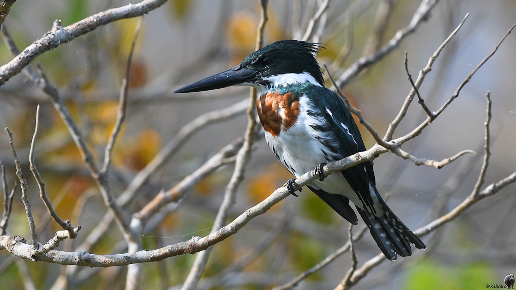 Ein grün-weißer Eisvogel mit rotbrauner Brust sitzt auf einem Ast