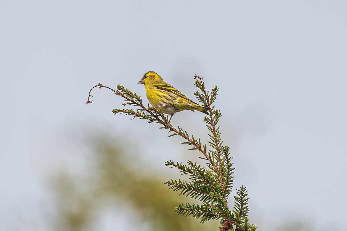 20201009_ND5_1189NF.jpg