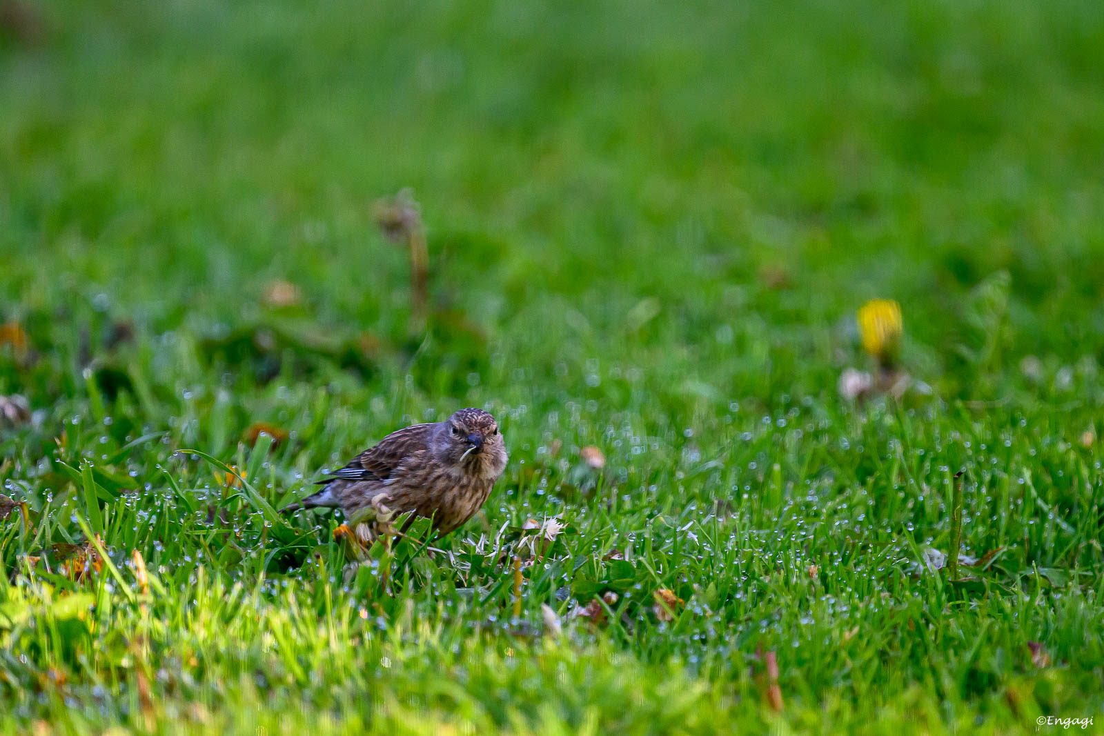 DSC_7887.jpg