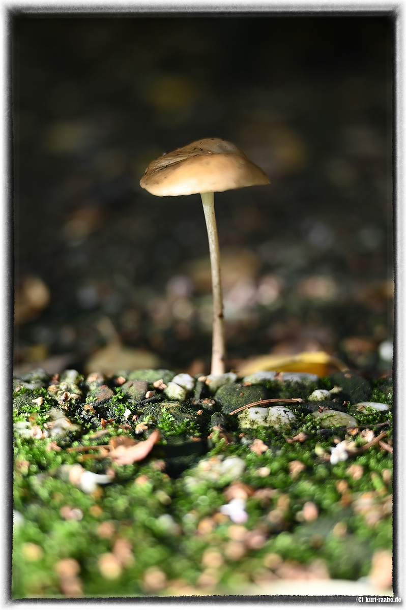 ckurt-raabe.deKRZ_1334_1.jpg