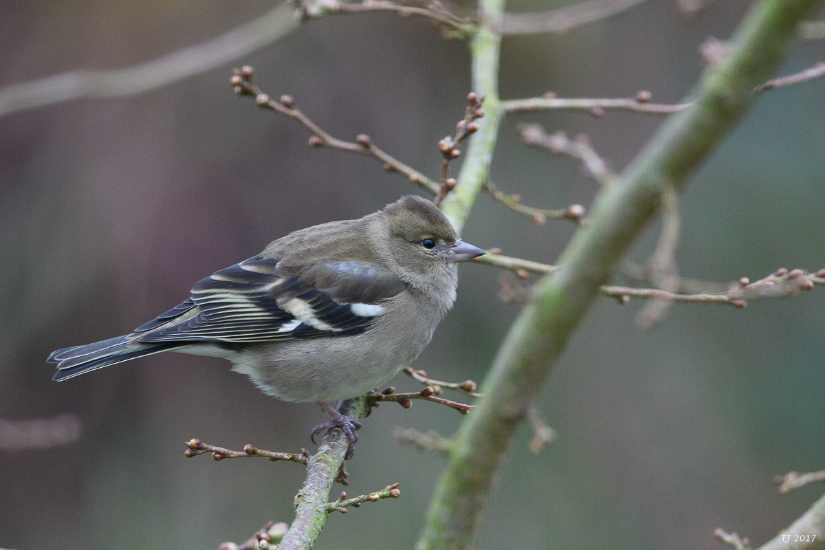 DSC_3033.jpg