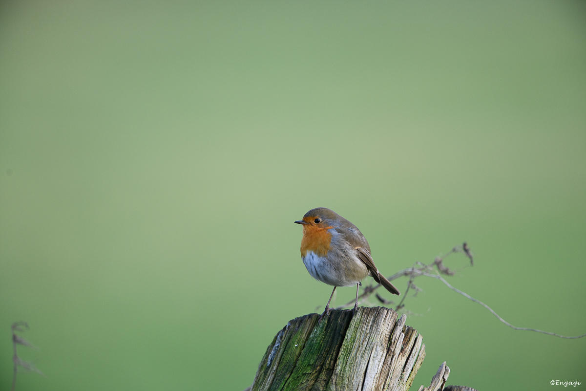 DSC_7959.jpg