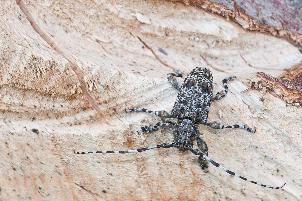 web-acanthoderes9.jpg