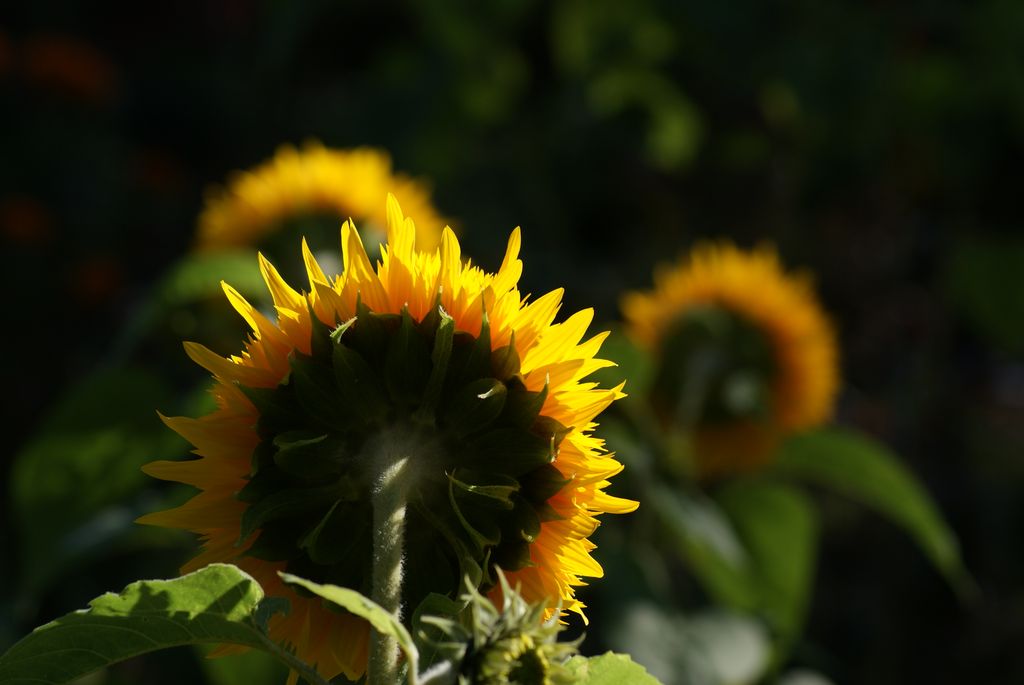 sonnenblume_2.jpg