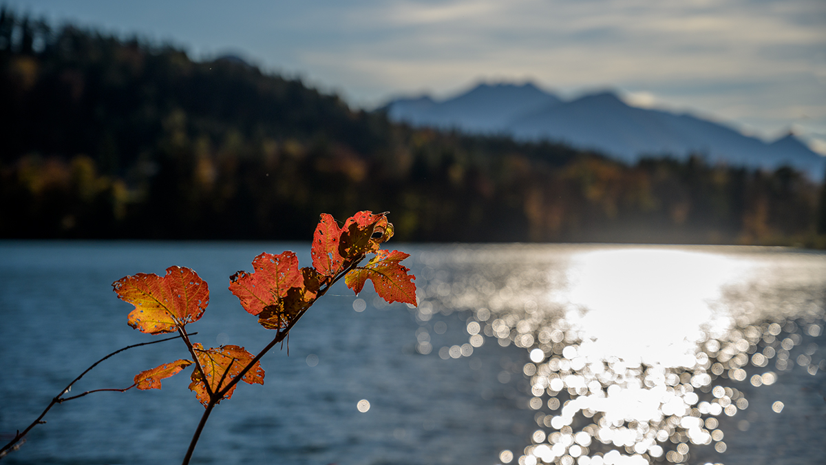 20211031_NZ7_2554wNF.jpg