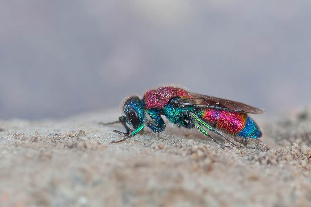 viridula4.jpg