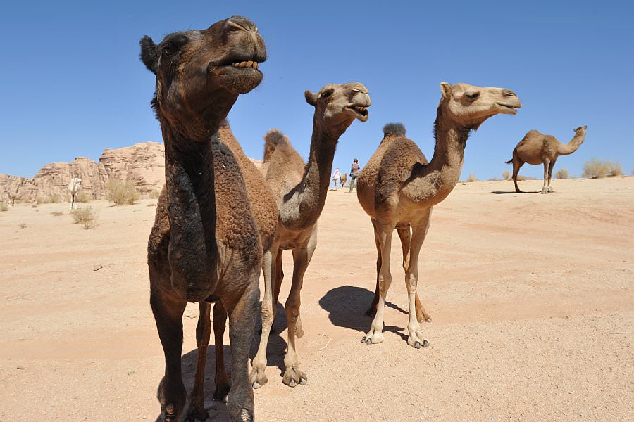 jordanien13_289.jpg