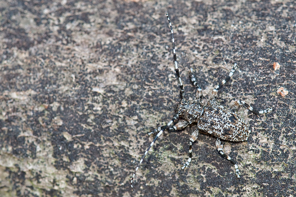 web-acanthoderes5.jpg