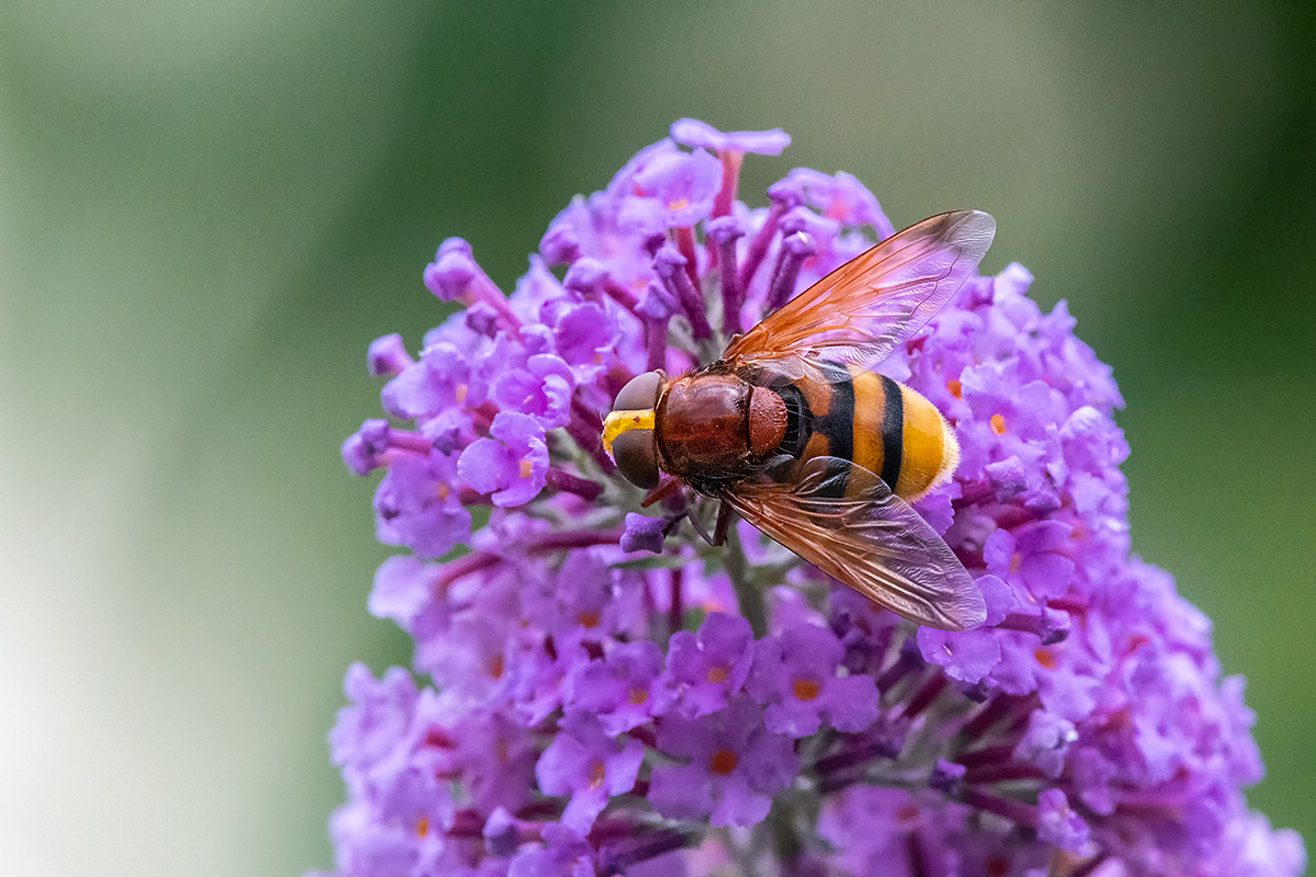 20180708_D500_0617NF.jpg