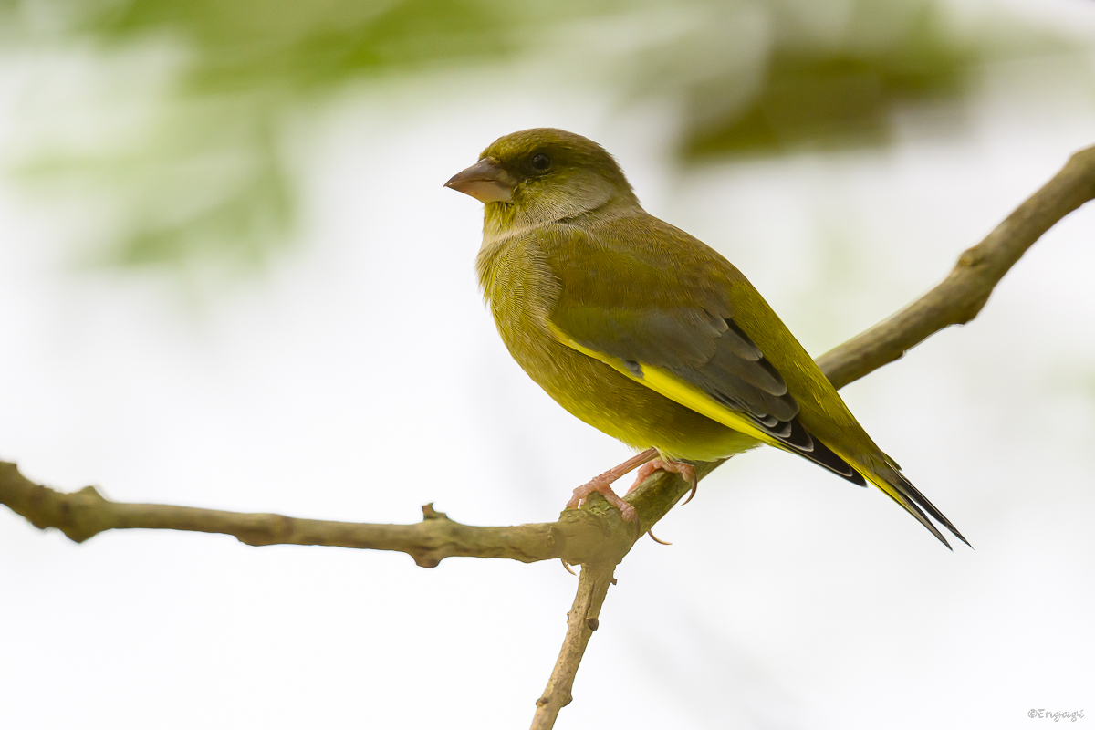 DSC_6226.jpg