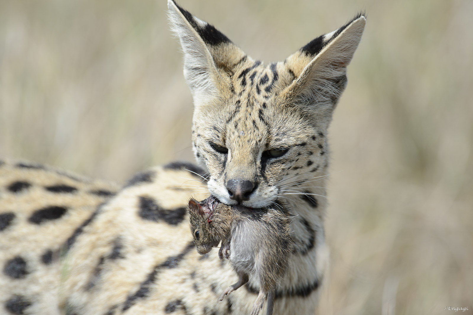 Serval 088.jpg
