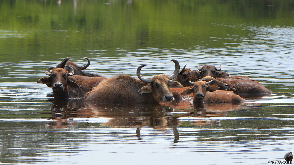 Das Bild zeigt eine Gruppe rotbrauner Wasserbüffel mit geschwungenen Hörnern beim Baden in einem See.