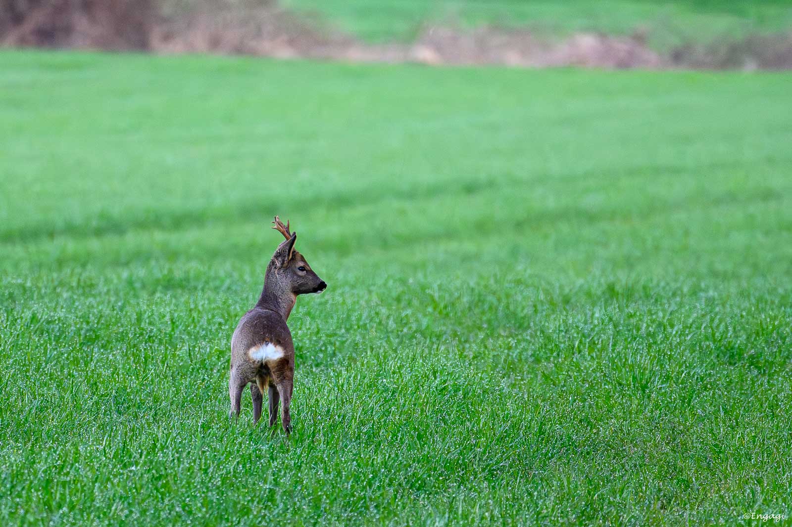 DSC_9740.jpg
